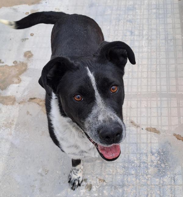 Fenice 5/6anni sfruttata e mollata.PUGLIA Foto 5